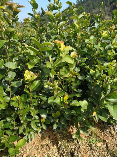 龙眼油茶苗 小果油茶育苗基地 油茶苗培育基地