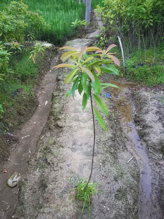 木荷无纺布袋苗  木荷无纺布容器苗