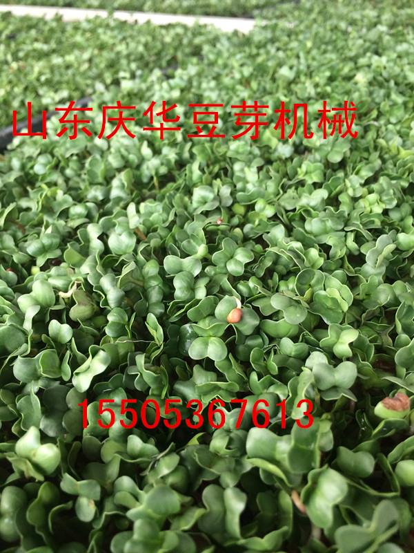 绿色无公害芽苗机 豆芽机空心菜 萝卜鸡毛菜生菜荠菜油菜油葵苗